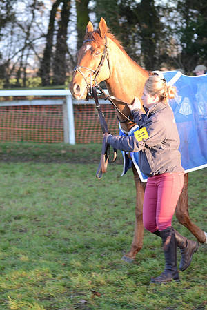 Young Horse Maiden  5