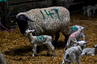 Lambing (13 of 111)