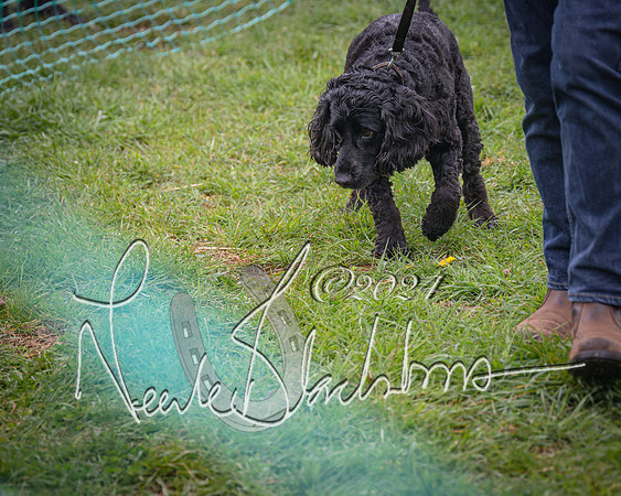 Bicester - Dog Show (23 of 106)