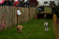 1 -Terrier Races 3