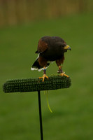 3 - CA Birds of Prey 3