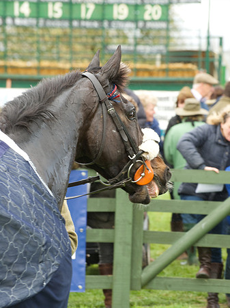 Race 5 - Restricted  83