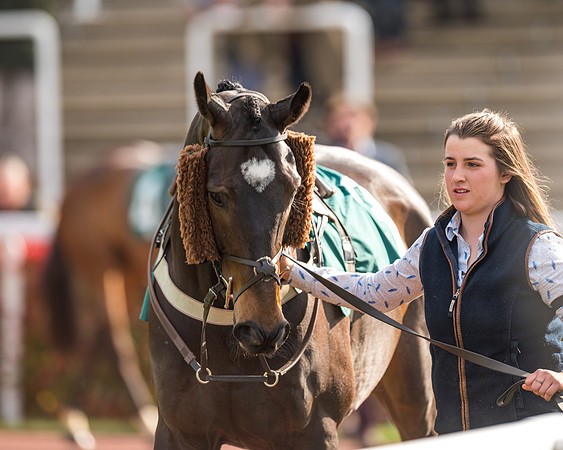 Race 2  -  Intermediate Point to Point Hunters' Steeple Chase (11 of 277)