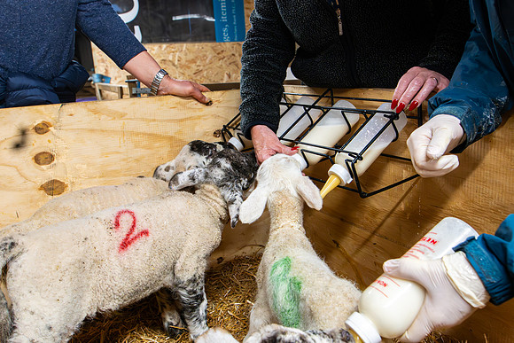 Lambing (32 of 111)