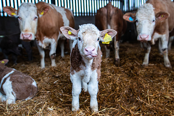 Lambing (70 of 111)