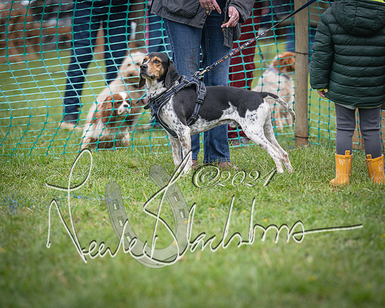 Bicester - Dog Show (64 of 106)