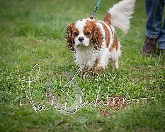 Bicester - Dog Show (56 of 106)