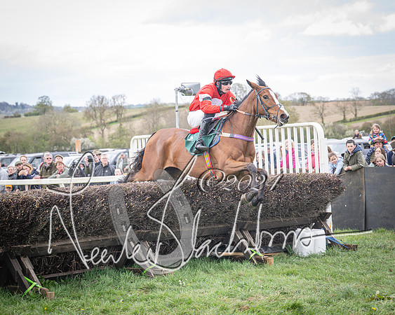 Race 2 - Tattersalls Cheltenham 4 year old Maiden (49 of 85)