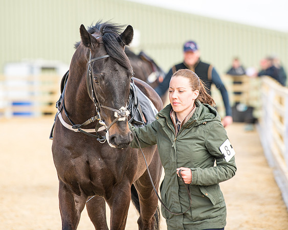 Race 2 - Young Horse Maiden (3 of 104)