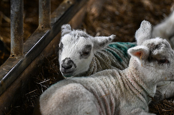 Lambing (27 of 111)