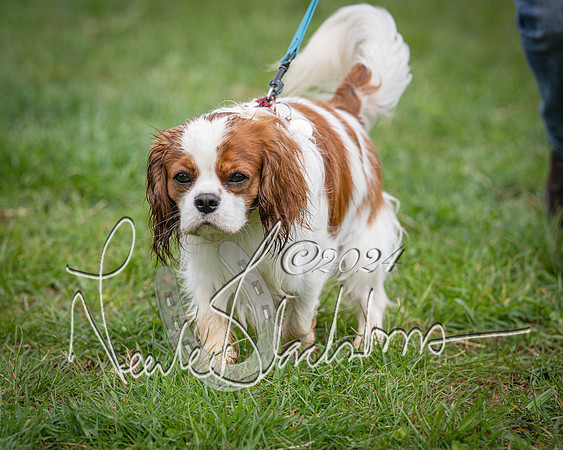 Bicester - Dog Show (55 of 106)