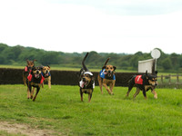 Hound Race -  19