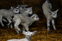Lambing (20 of 111)