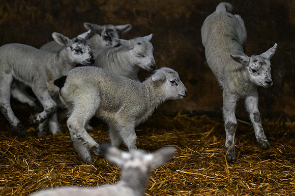 Lambing (20 of 111)