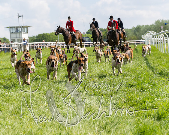 Race 4 - PPORA Novice Riders Final  (15 of 362)