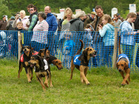 Hound Race -  3