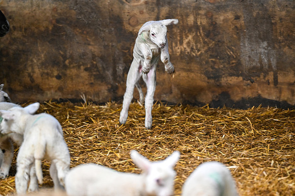 Lambing (2 of 111)