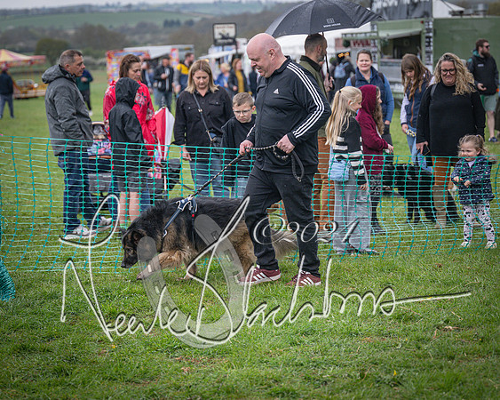 Bicester - Dog Show (19 of 106)