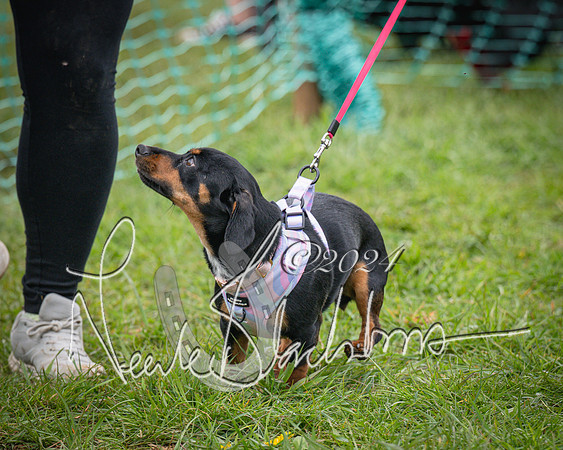 Bicester - Dog Show (87 of 106)