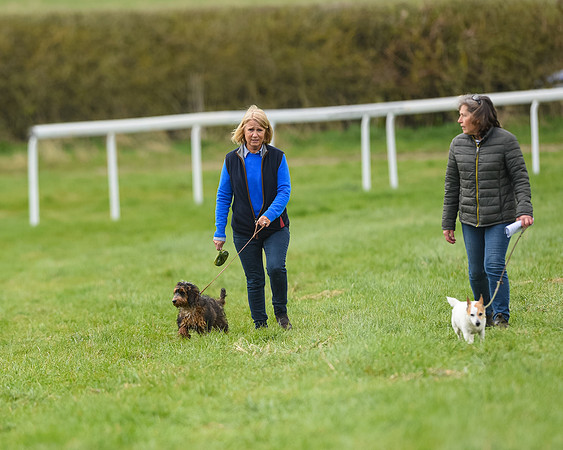 Hounds and Others (32 of 100)