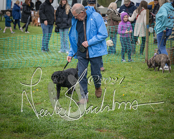Bicester - Dog Show (21 of 106)