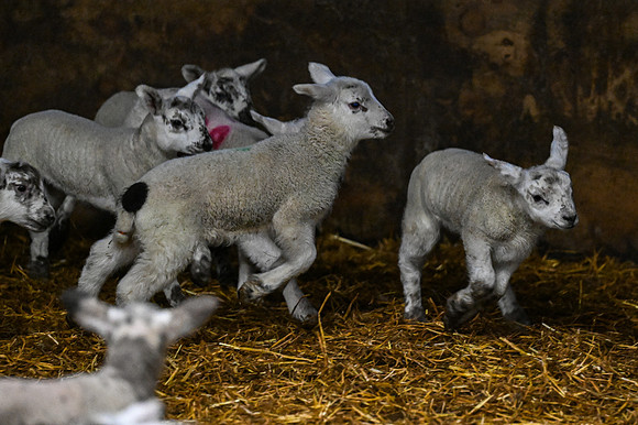 Lambing (21 of 111)