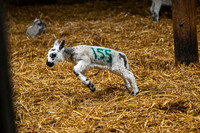 Lambing (11 of 111)