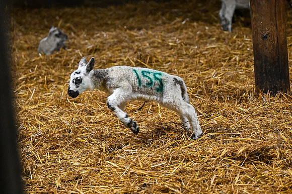 Lambing (11 of 111)