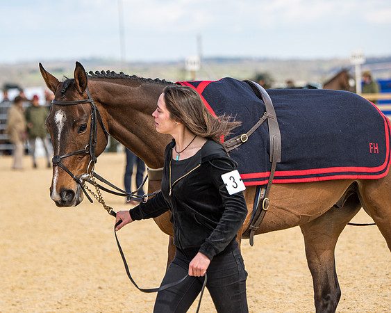 Race 2 - Young Horse Maiden (8 of 104)