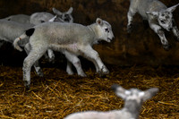 Lambing (17 of 111)