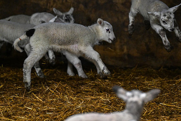 Lambing (17 of 111)