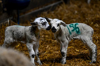 Lambing (16 of 111)