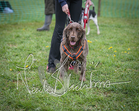 Bicester - Dog Show (74 of 106)
