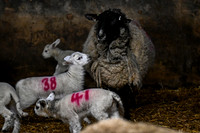 Lambing (8 of 111)