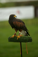 3 - CA Birds of Prey 2