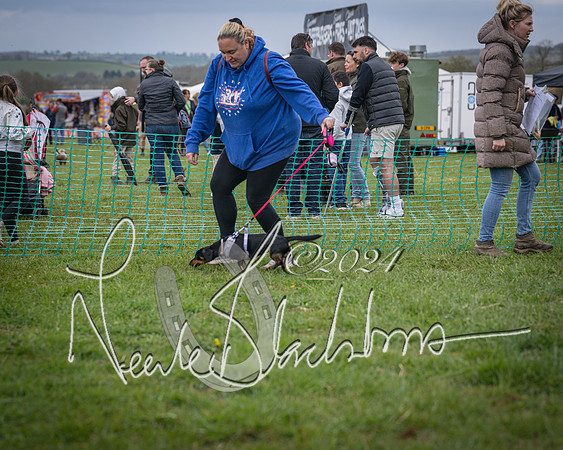 Bicester - Dog Show (86 of 106)