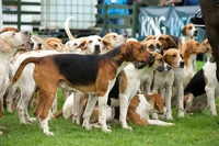 Pytchley - Hounds and friends 3