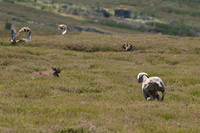 WCGB-27JUL-2013 Grouse Test Day  13