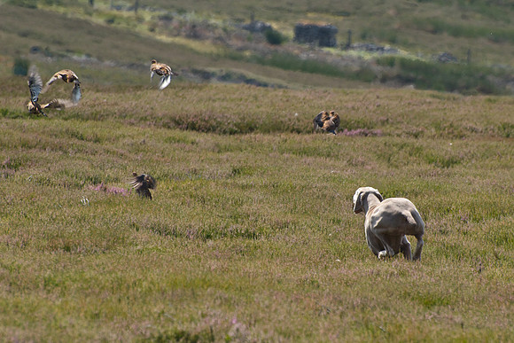 WCGB-27JUL-2013 Grouse Test Day  13