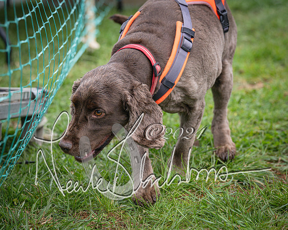 Bicester - Dog Show (43 of 106)