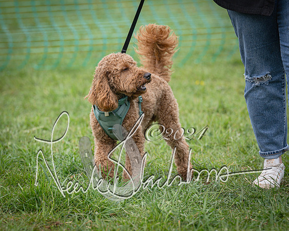 Bicester - Dog Show (90 of 106)