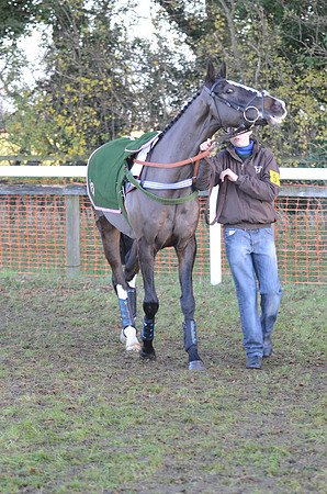 Young Horse Maiden  2
