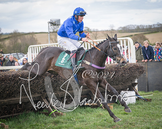 Race 2 - Tattersalls Cheltenham 4 year old Maiden (71 of 85)