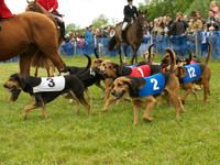 Hound Race -  4
