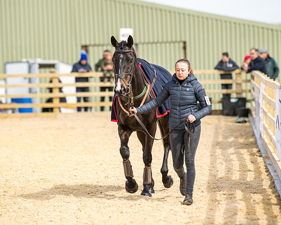 Race 2 - Young Horse Maiden (9 of 104)
