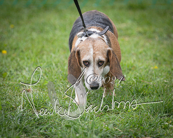 Bicester - Dog Show (12 of 106)