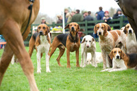 Pytchley - Hounds and friends 11