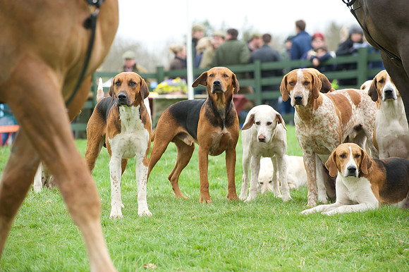 Pytchley - Hounds and friends 11