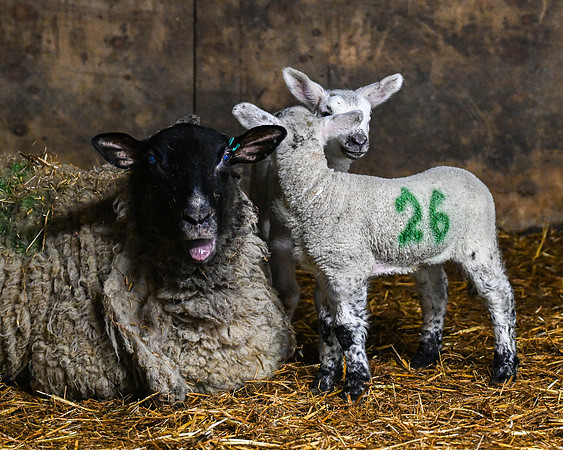Lambing (108 of 111)