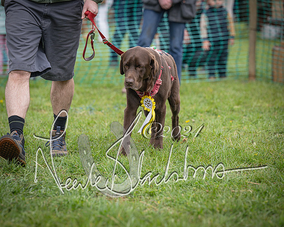Bicester - Dog Show (46 of 106)